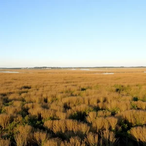 Serene marshland landscape near Provincetown Municipal Airport